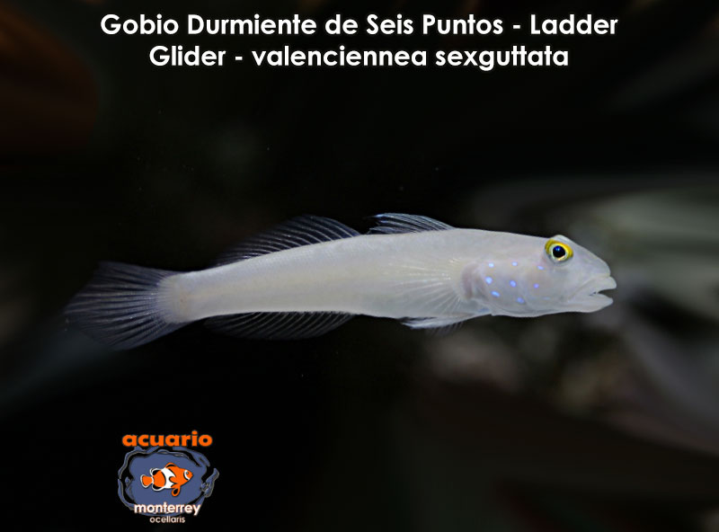 Gobio Durmiente de Seis Puntos - Ladder Glider - valenciennea sexguttata