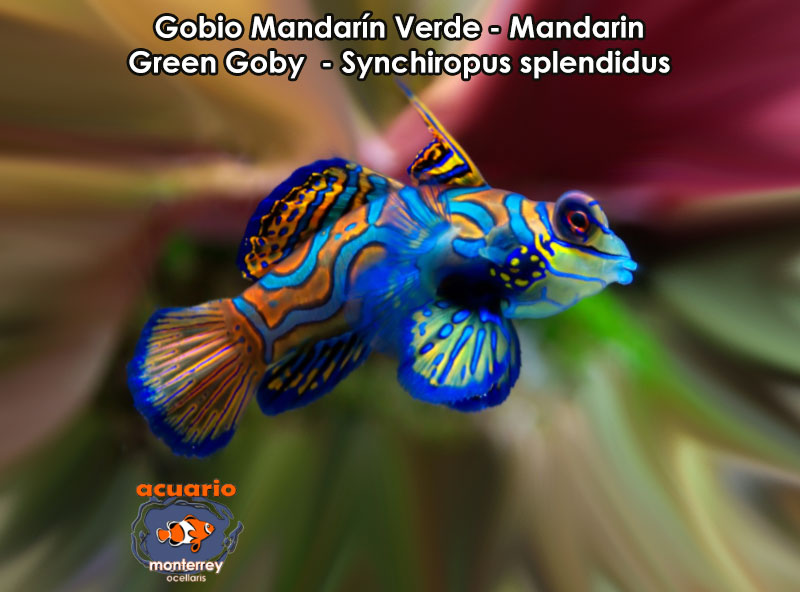 Gobio Mandarin Verde - Mandarin Green Goby - Synchiropus splendidus