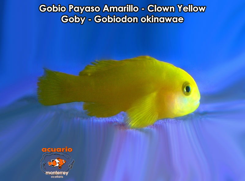 Gobio Payaso Amarillo - Clown Yellow Goby - Gobiodon okinawae