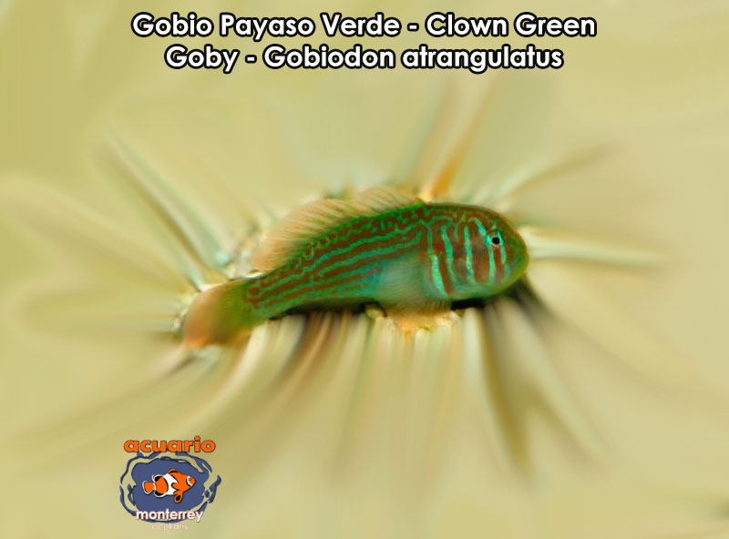 Gobio Payaso Verde - Clown Green Goby - Gobiodon atrangulatus