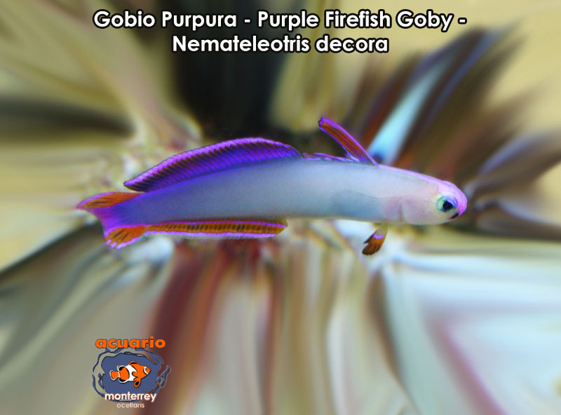 Gobio Purpura - Purple Firefish Goby - Nemateleotris decora