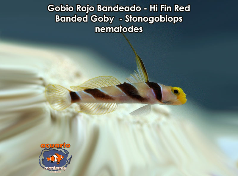 Gobio Rojo Bandeado - Hi Fin Red Banded Goby - Stonogobiops nematodes