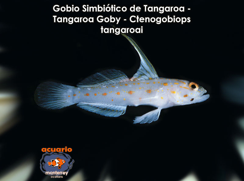 Gobio Simbiotico de Tangaroa - Tangaroa Goby - Ctenogobiops tangaroai