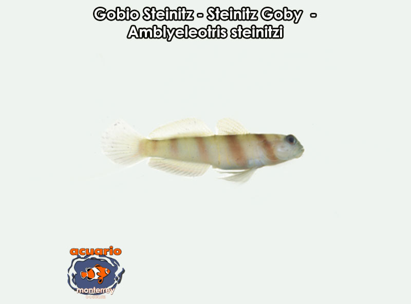 Gobio Steinitz - Steinitz Goby - Amblyeleotris steinitzi