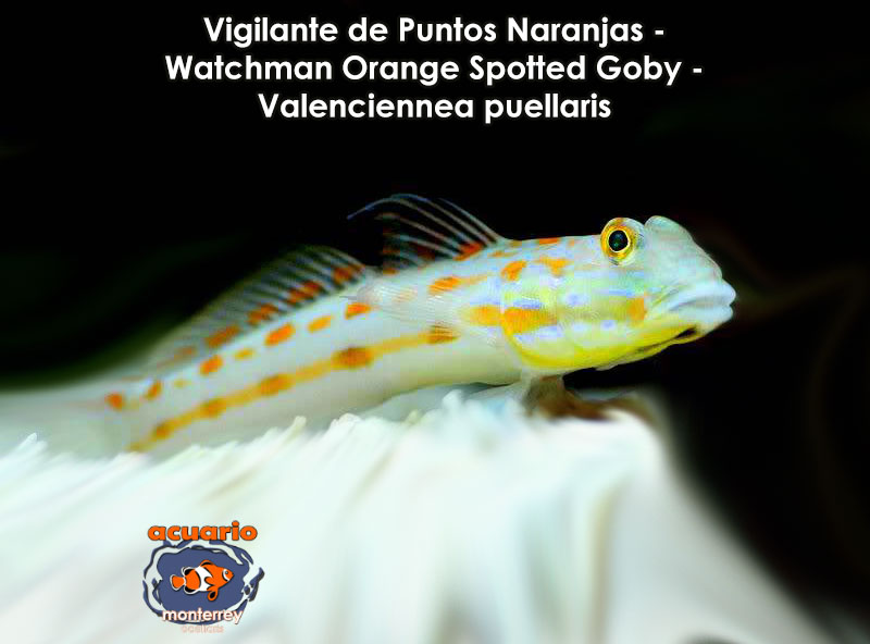 Vigilante de Puntos Naranjas - Watchman Orange Spotted Goby - Valenciennea puellaris