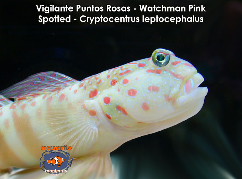 Vigilante Puntos Rosas - Watchman Pink Spotted - Cryptocentrus leptocephalus