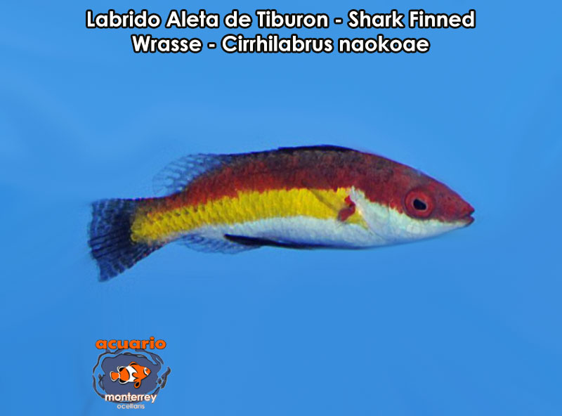 Labrido Aleta de Tiburon - Shark Finned Wrasse - Cirrhilabrus naokoae