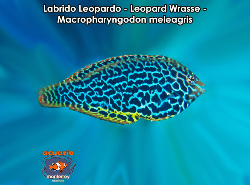 Labrido Leopardo - Leopard Wrasse - Macropharyngodon meleagris