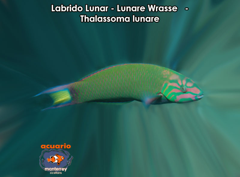 Labrido Lunar - Lunare Wrasse - Thalassoma lunare