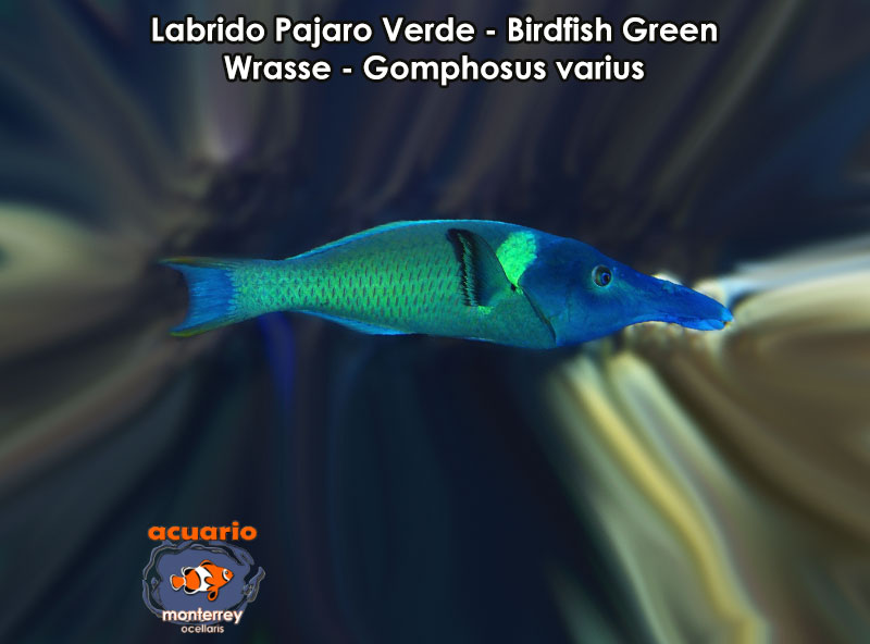 Labrido Pajaro Verde - Birdfish Green Wrasse - Gomphosus varius