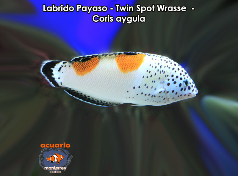 Labrido Payaso - Twin Spot Wrasse - Coris aygula