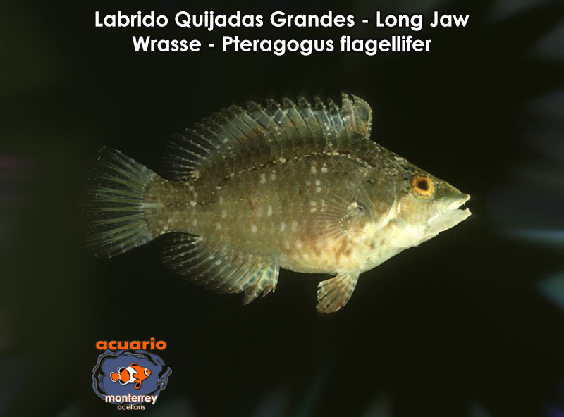 Labrido Quijadas Grandes - Long Jaw Wrasse - Pteragogus flagellifer