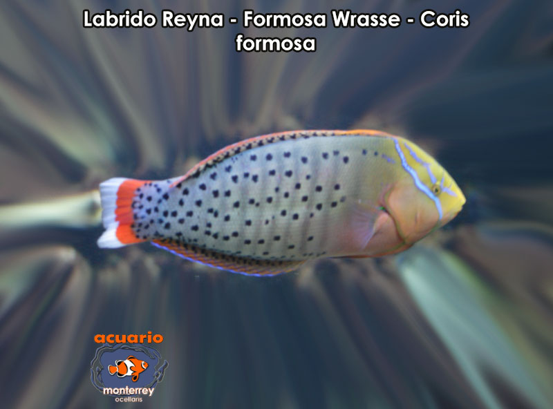 Labrido Reyna - Formosa Wrasse - Coris formosa