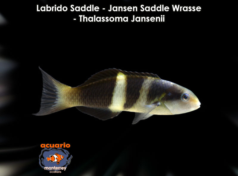 Labrido Saddle - Jansen Saddle Wrasse - Thalassoma Jansenii