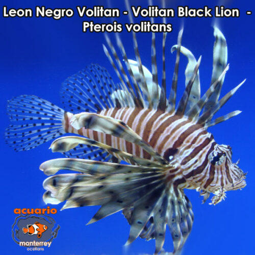 Leon Negro Volitan - Volitan Black Lion - Pterois volitans