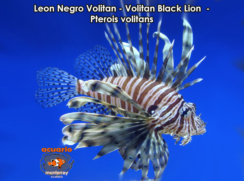 Leon Negro Volitan - Volitan Black Lion - Pterois volitans