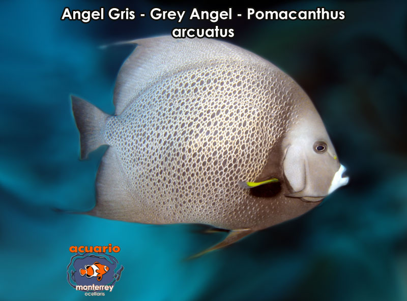 Angel Gris - Grey Angel - Pomacanthus arcuatus