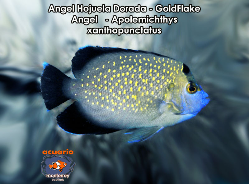 Angel Hojuela Dorada - GoldFlake Angel - Apolemichthys xanthopunctatus