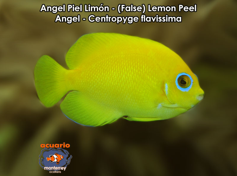 Angel Piel Limon - (False) Lemon Peel Angel - Centropyge flavissima