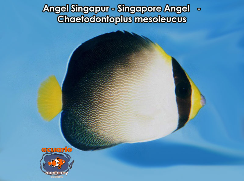 Angel Singapur - Singapore Angel - Chaetodontoplus mesoleucus