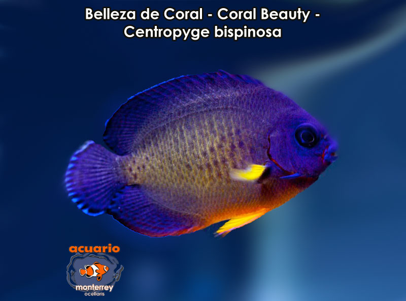 Belleza de Coral - Coral Beauty - Centropyge bispinosa