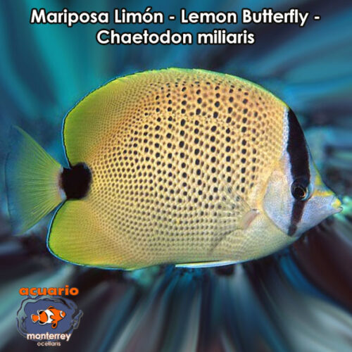 Mariposa Limon - Lemon Butterfly - Chaetodon miliaris