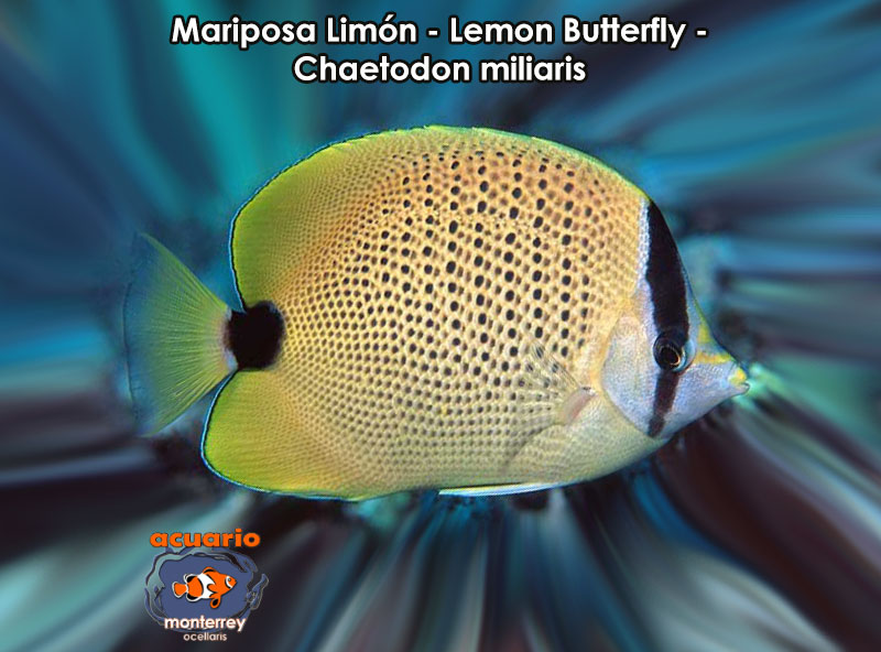 Mariposa Limon - Lemon Butterfly - Chaetodon miliaris