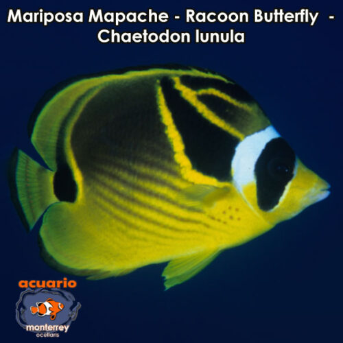 Mariposa Mapache - Racoon Butterfly - Chaetodon lunula