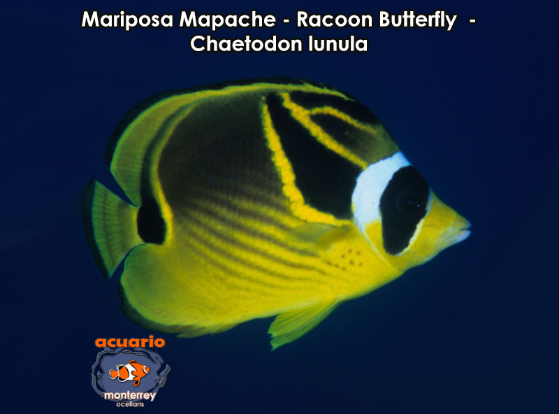 Mariposa Mapache - Racoon Butterfly - Chaetodon lunula