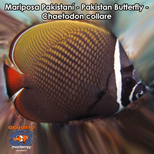 Mariposa Pakistani - Pakistan Butterfly - Chaetodon collare