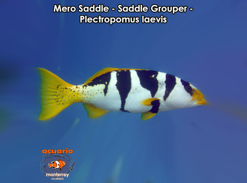 Mero Saddle - Saddle Grouper - Plectropomus laevis