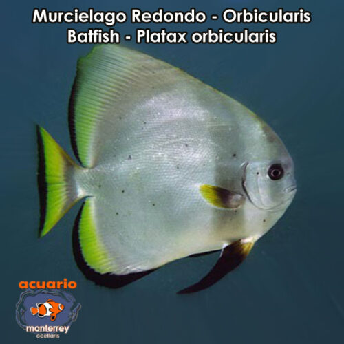 Murcielago Redondo - Orbicularis Batfish - Platax orbicularis