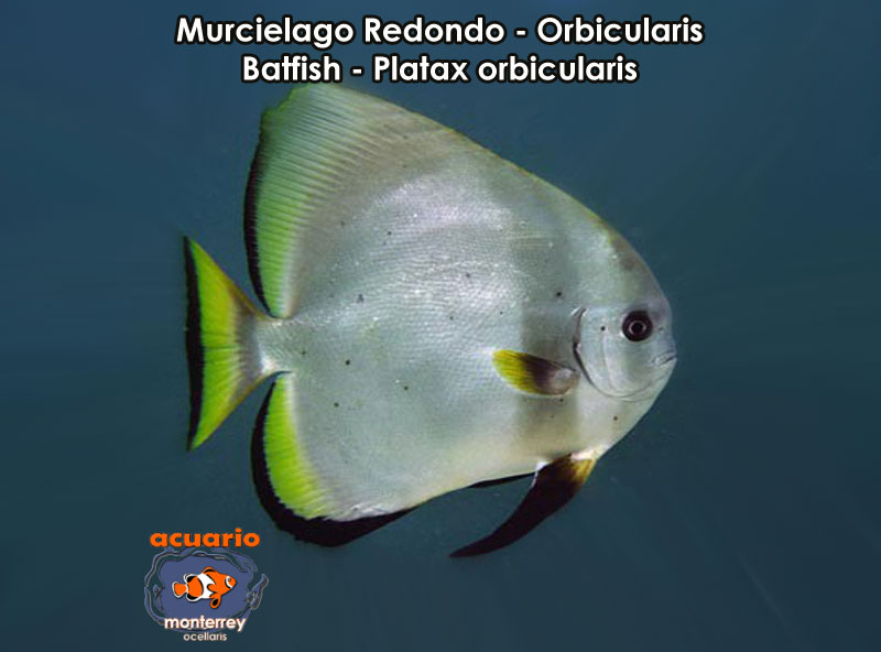 Murcielago Redondo - Orbicularis Batfish - Platax orbicularis