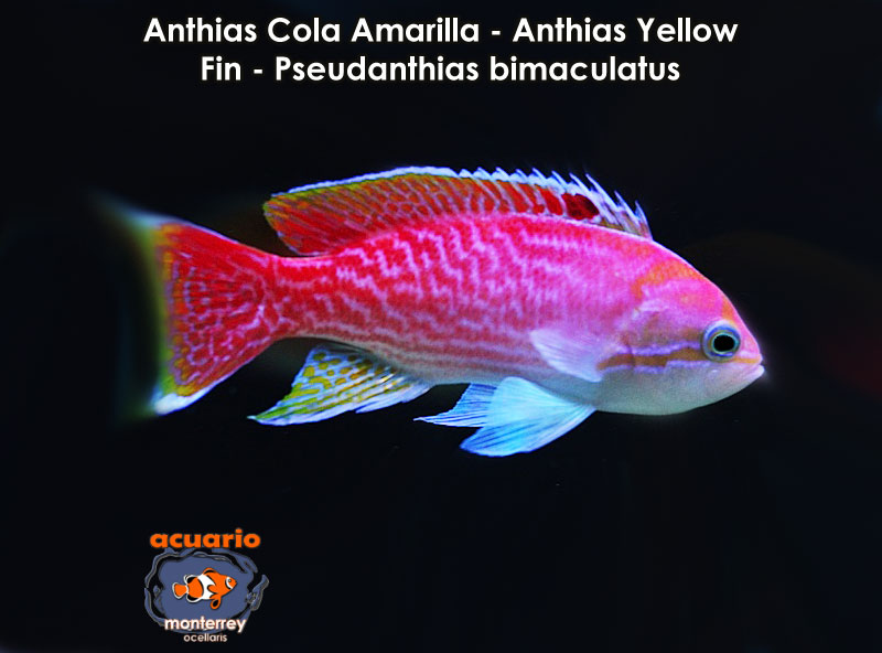 Anthias Cola Amarilla - Anthias Yellow Fin - Pseudanthias bimaculatus