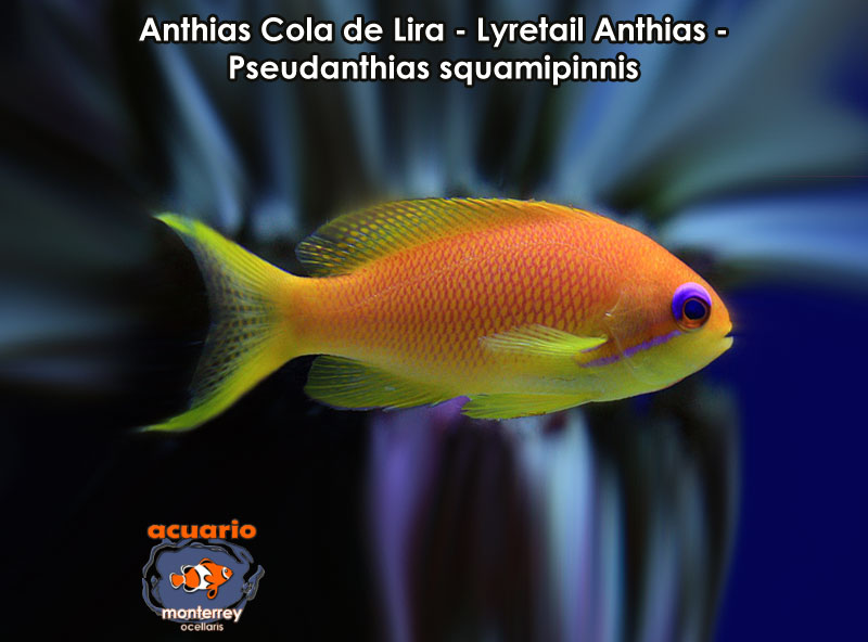 Anthias Cola de Lira - Lyretail Anthias - Pseudanthias squamipinnis