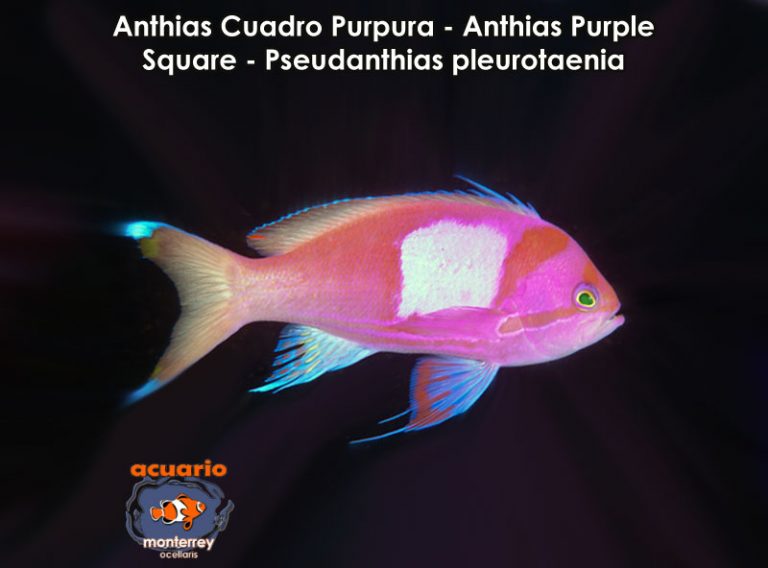 Anthias Cuadro Purpura – Anthias Purple Square – Pseudanthias ...