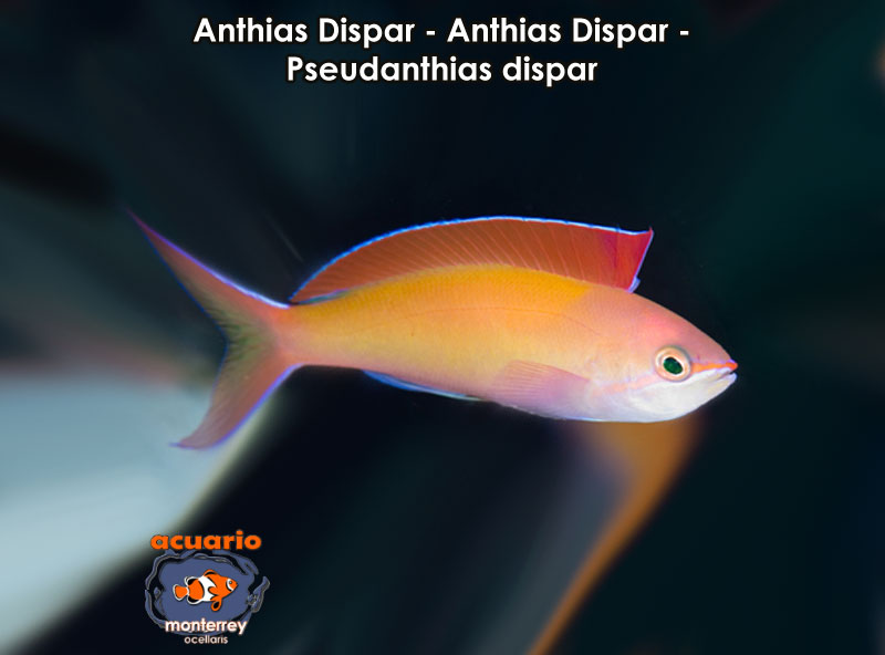 Anthias Dispar - Anthias Dispar - Pseudanthias dispar