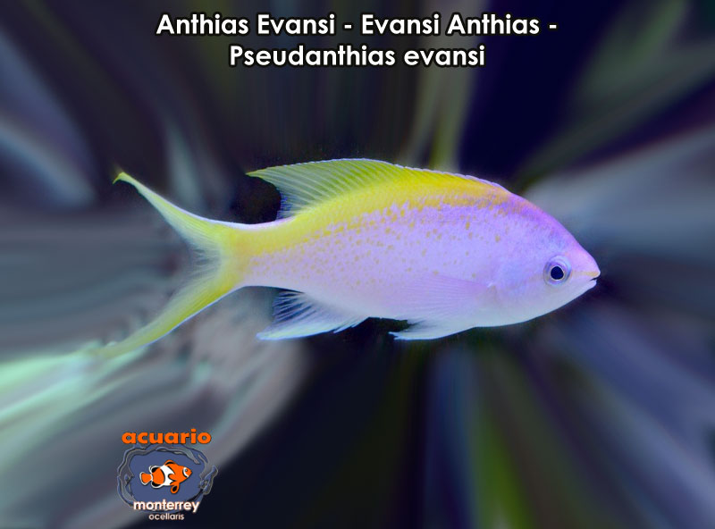 Anthias Evansi - Evansi Anthias - Pseudathias evansi