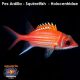 Pez Ardilla - Squirrelfish - Holocentridae Sp