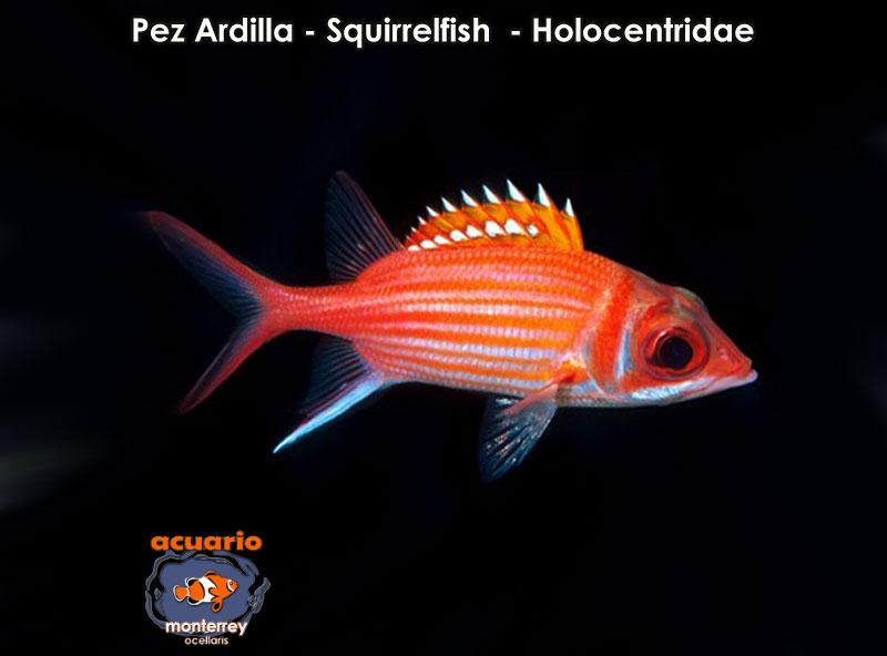 Pez Ardilla - Squirrelfish - Holocentridae Sp