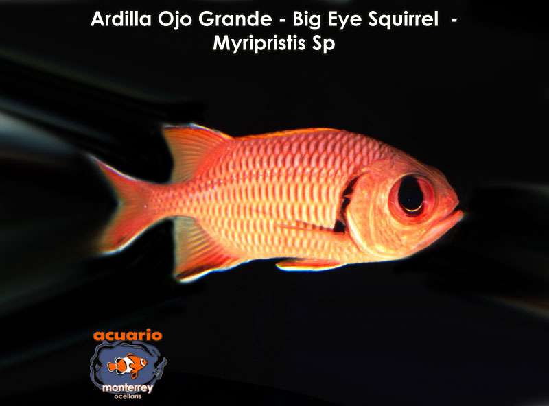 Ardilla Ojo Grande - Big Eye Squirrel - Myripristis Sp