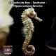 Caballo de Mar - Seahorse - Hippocampus Erectus