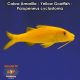 Cabra Amarilla - Yellow Goatfish - Parupeneus cyclostoma