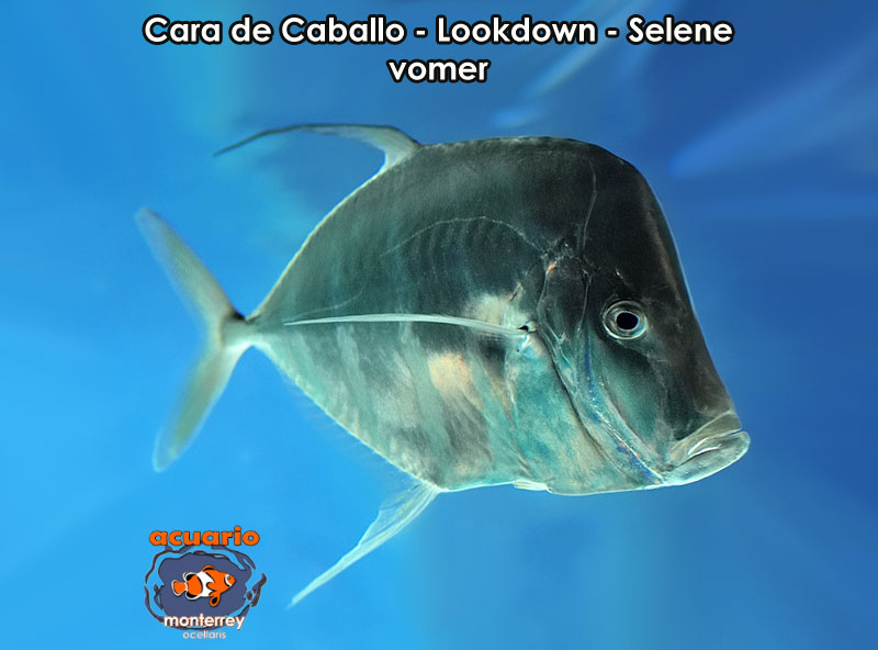 Cara de Caballo - Lookdown - Selene vomer