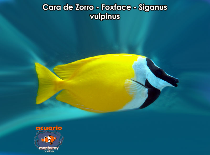 Cara de Zorro - Foxface - Siganus vulpinus