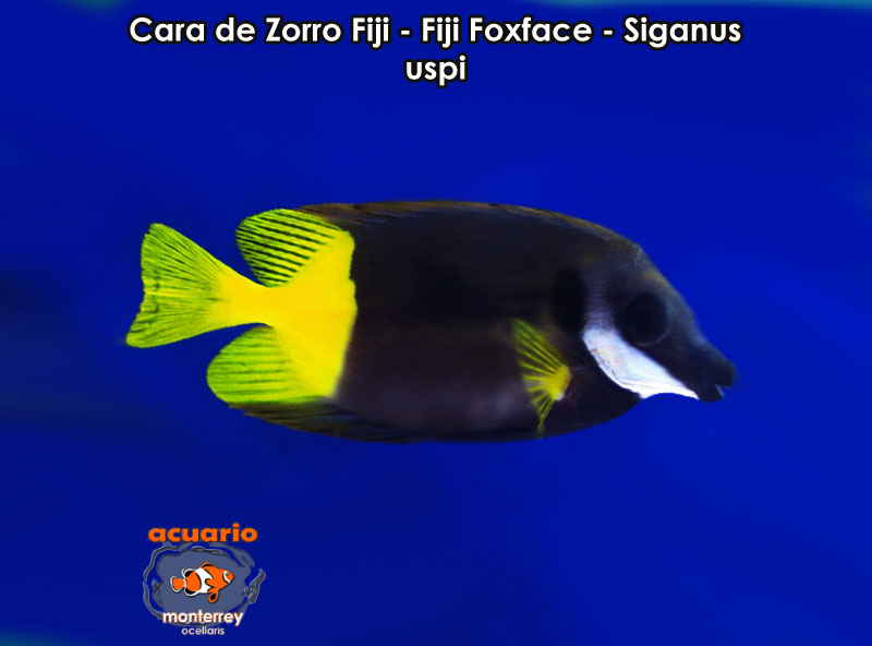 Cara de Zorro Fiji - Fiji Foxface - Siganus uspi