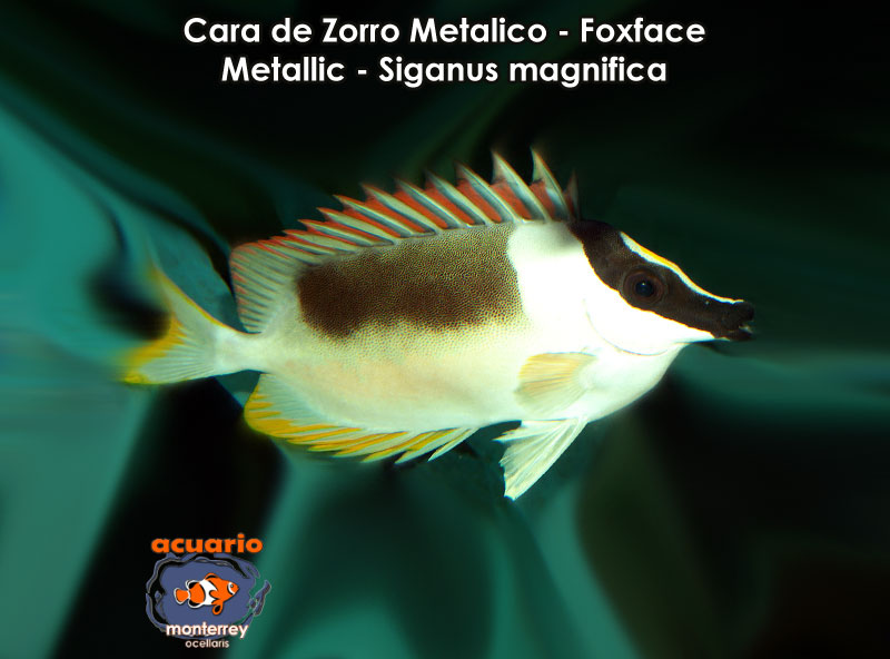 Cara de Zorro Metalico - Foxface Metallic - Siganus magnifica