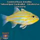 Cardenal Rayas Amarillas - Yellowstriped Cardinalfish - Ostorhinchus cyanosoma