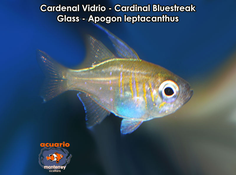 Cardenal Vidrio - Cardinal Bluestreak Glass - Apogon leptacanthus