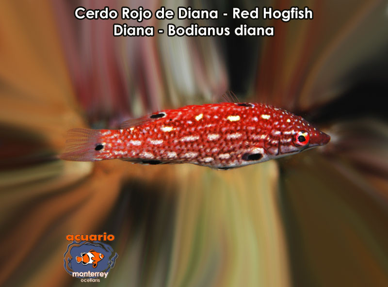 Cerdo Rojo de Diana - Red Hogfish Diana - Bodianus diana